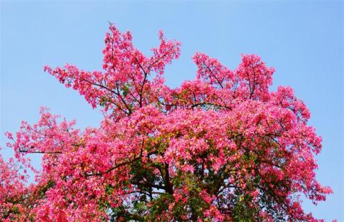 木棉花简介（木棉花简介内容）