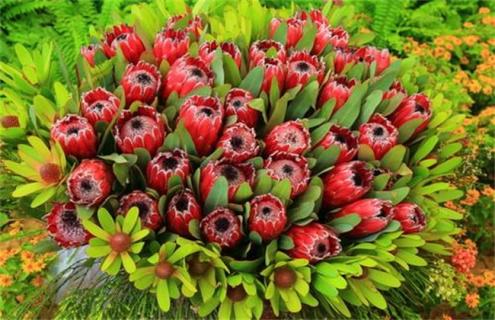 帝王花简介及图片大全(帝王花图片和介绍)