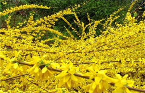 连翘花简介及图片大全（连翘花用途）