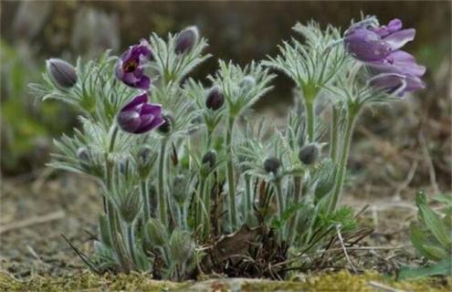 白头翁简介及品种图片大全 白头翁图片大全