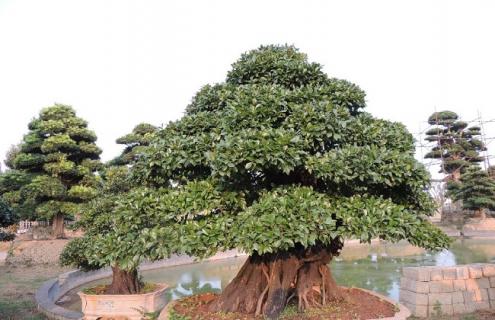 金弹子的简介及图片欣赏（金弹子的介绍）