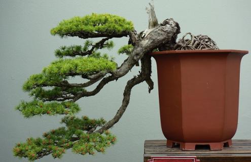 雀梅的简介及图片欣赏 雀梅图片集