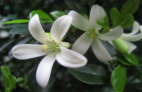 七里香简介及图片赏析（七里香的样子与介绍）