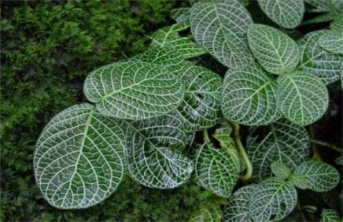 网纹草简介及品种图片大全（网纹草百度百科）