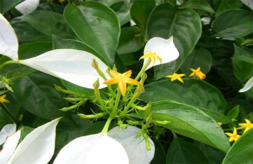 玉叶金花简介及品种图片大全 玉叶金花图片及作用