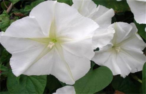 月光花简介及图片大全 月光鲜花图片