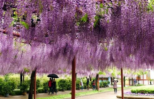 紫藤萝的简介及唯美图片欣赏 紫色藤萝图片