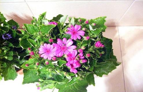 婚纱吊兰的简介及图片 婚纱吊兰图片大全集