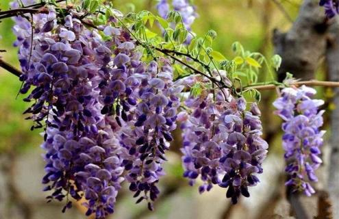 紫藤花