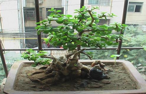 金枝玉叶盆景怎么做及造型图片参考（金枝玉叶盆景造型图片）