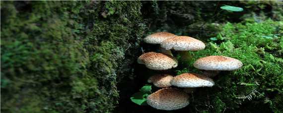 食用菌种类（常见食用菌种类）