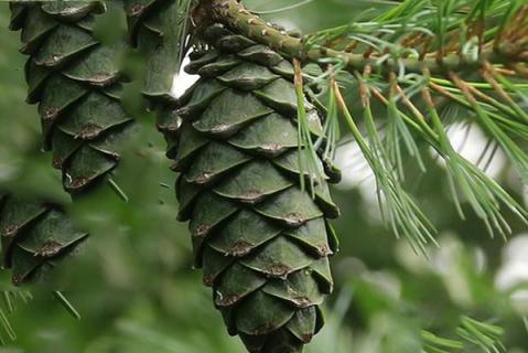 松树塔的功效与作用（松树塔有什么功效）