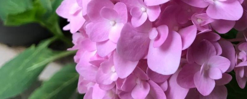 绣球花怎么水培生根 水培绣球花生根繁殖