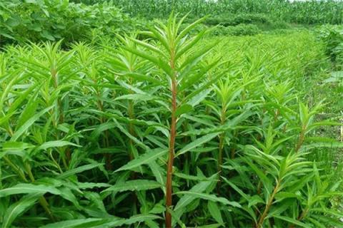 扯根菜的功效与作用（扯根菜副作用）