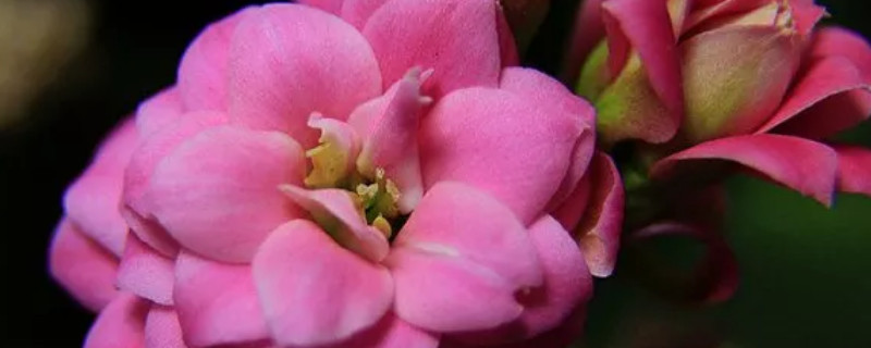 长寿花冬季的养殖方法和注意事项 长寿花的养殖方法和注意事项