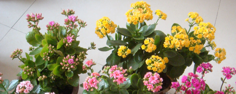 长寿花夏天可不可以在室外淋雨（长寿花夏天能淋雨吗）