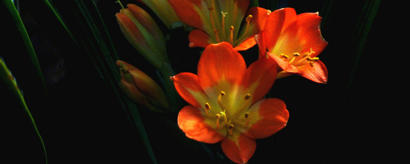 君子兰最低耐寒温度（君子兰的最低耐寒温度）