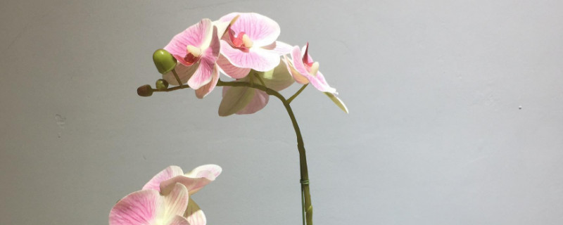 蝴蝶兰冬天可以换盆吗 蝴蝶兰夏天换盆