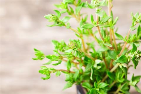 麝香草的功效与作用 麝香草的功效与作用的功能与主治