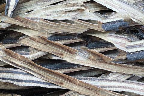 广地龙的功效与作用(地龙的功效与作用及禁忌症)