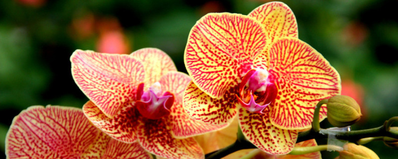 蝴蝶兰秋天怎么养护（秋天的蝴蝶兰怎么养护）