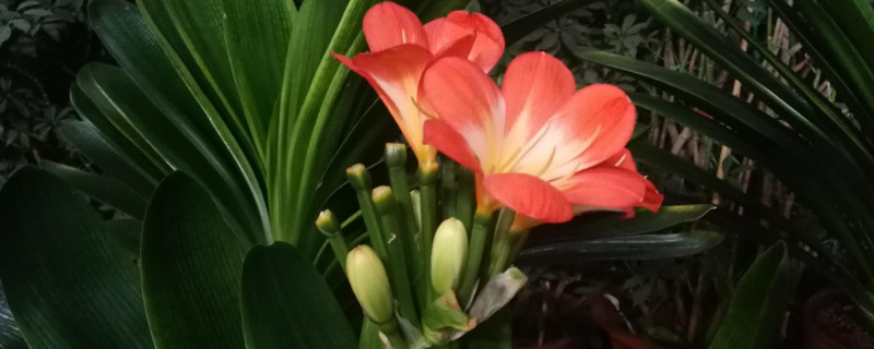 君子兰长白色霉菌怎么办 君子兰叶子有白色的霉