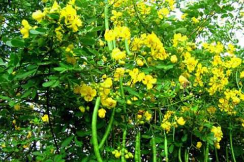 野花生草的功效与作用 野花生草的功效与作用加红糖