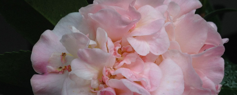 茶花冬季怎么过冬（茶花冬天怎么过冬）