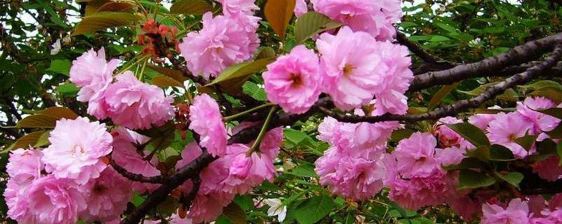 樱花夏天可以修剪吗 樱花树夏天能修剪枝条吗