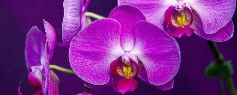 蝴蝶兰怎样预防软腐 蝴蝶兰软腐