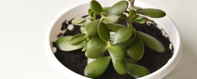 玉树可以放在卧室里养吗（卧室里养玉树好吗）