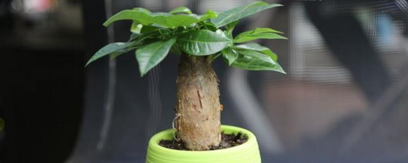 怎样养发财树不会死