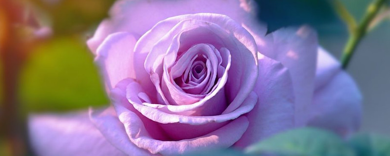 月季花可以开多长时间 月季花多久开