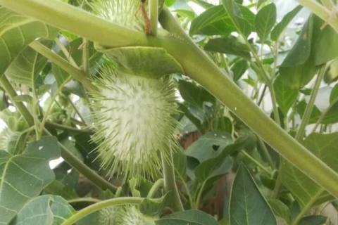 曼陀罗果实泡酒功效 曼陀罗果实泡酒功效外用关节炎有效果吗