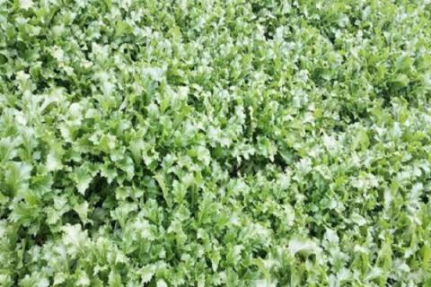 金芥菜的功效与作用 金芥菜的营养价值