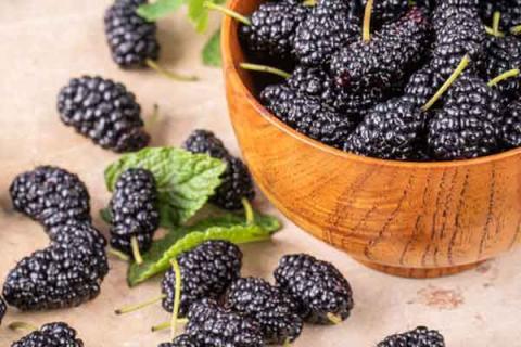 桑子的功效与作用（白色桑子的功效与作用）