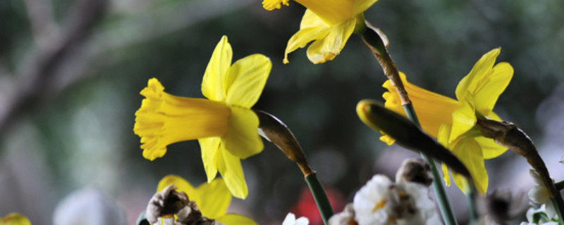 洋水仙的养殖方法 洋水仙的养殖方法和注意事项 盆栽