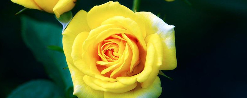 月季花用什么花盆 种月季花用什么花盆好