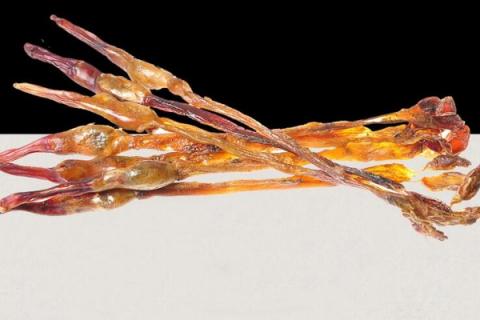 狗肾的功效与作用（狗肾的功效与作用 狗鞭的吃法）