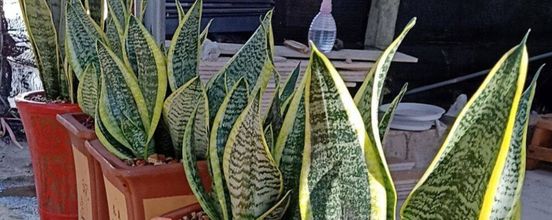 虎皮兰的分株移栽方法（虎皮兰分株移植方法）