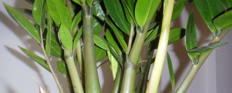 金钱树夏天几天浇一次水(金钱树夏天多久浇一次水,怎么浇)