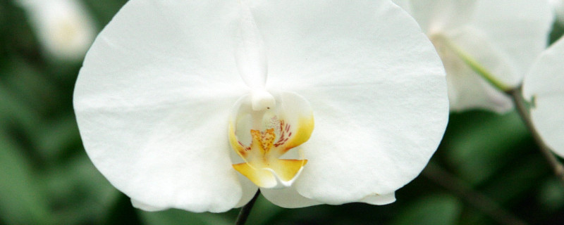 蝴蝶兰为什么叶子黄了是什么原因（蝴蝶兰为啥叶子黄了）