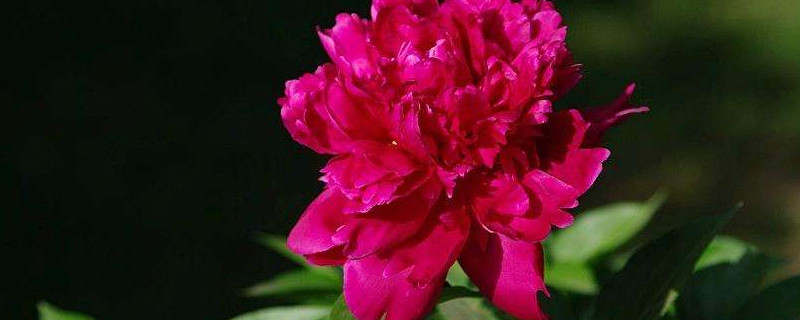 芍药花冬天就剩下根了吗（芍药花根冬天会冻死吗）