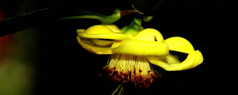 茶花春季养护注意事项（茶花秋冬季管理和注意）