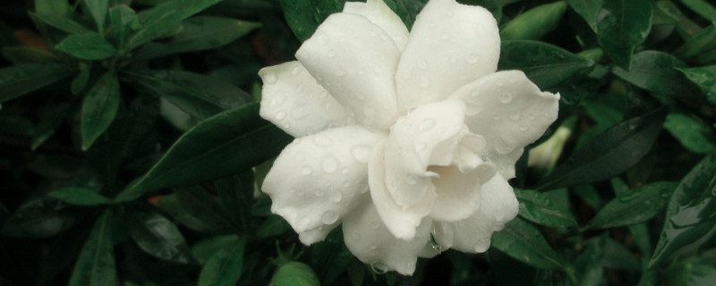 栀子花常见的病虫害及防治方法