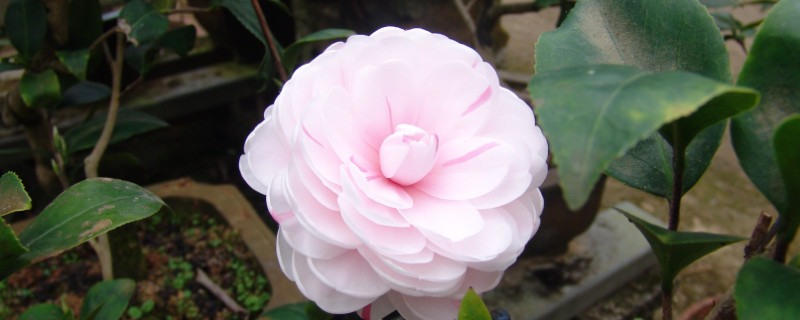 茶花春天几天浇一次水 茶花春天多久浇一次水