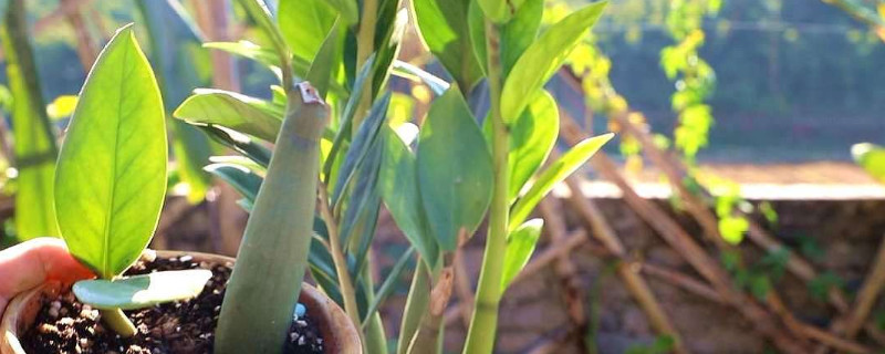 金钱树可以养在卧室里吗 金钱树养在卧室好吗?