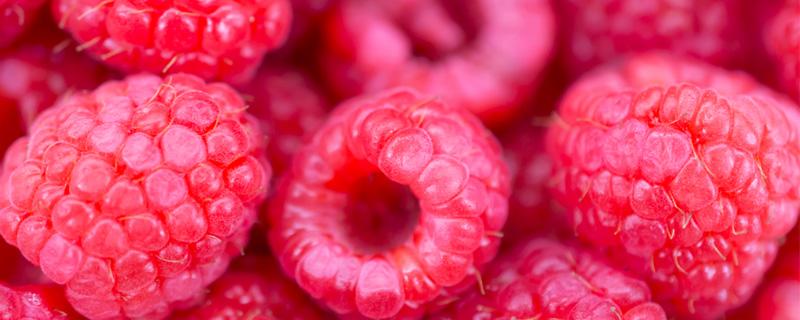 树莓种植技术要点与管理方法（树莓种植注意事项）