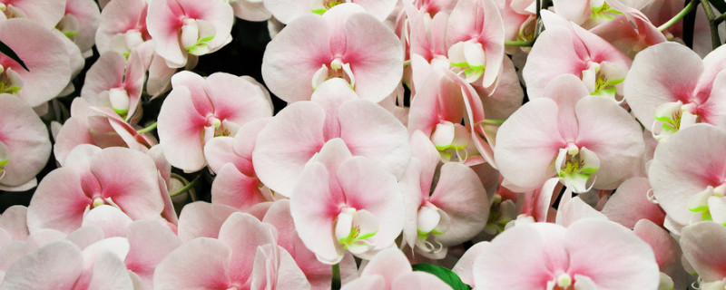 蝴蝶兰冬季耐寒温度是多少 蝴蝶兰最低耐寒多少度