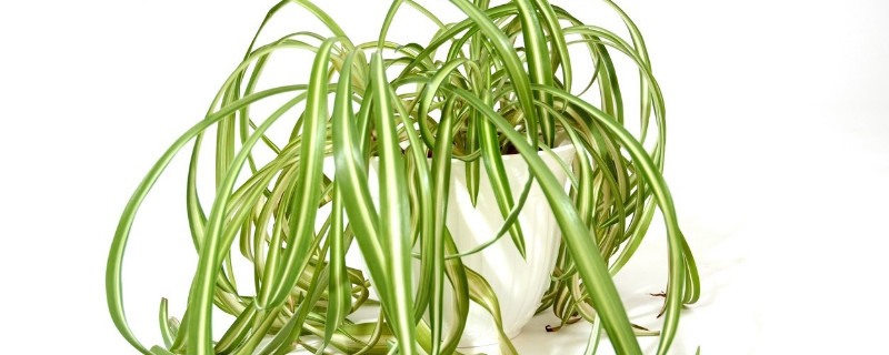 室内适合养什么植物盆栽（室内适合养什么花）